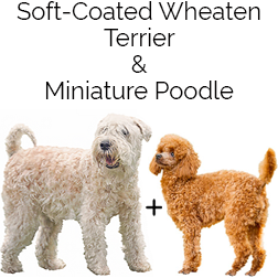Miniature Whoodle Dog